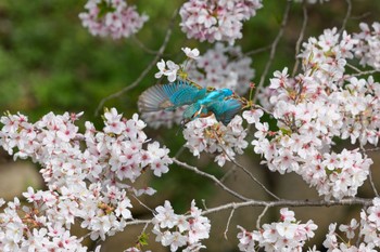 Common Kingfisher Unknown Spots Sun, 4/7/2024