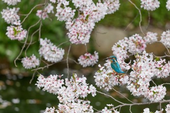 Common Kingfisher 大阪府 Sun, 4/7/2024