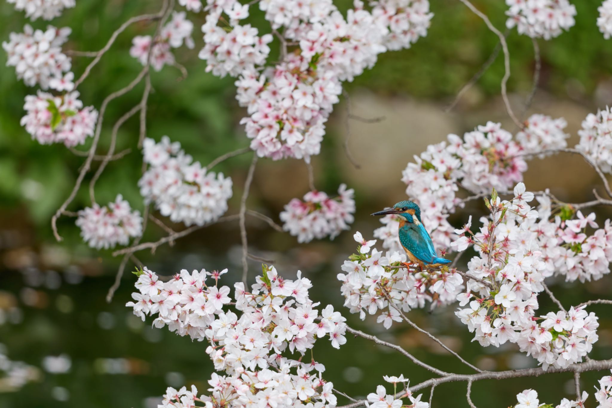 Photo of Common Kingfisher at 大阪府 by 明石のおやじ