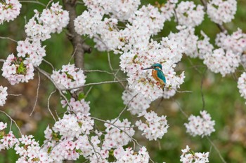 Sun, 4/7/2024 Birding report at 大阪府