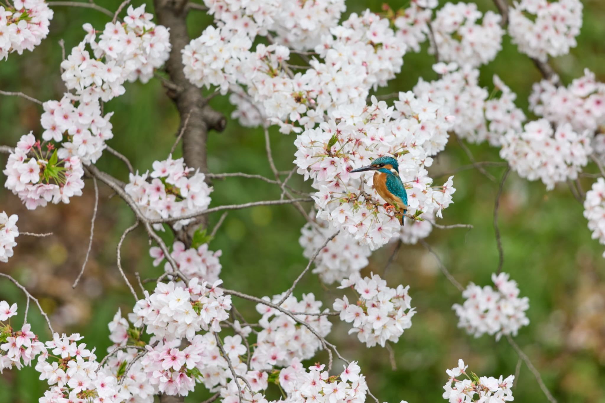 Photo of Common Kingfisher at 大阪府 by 明石のおやじ