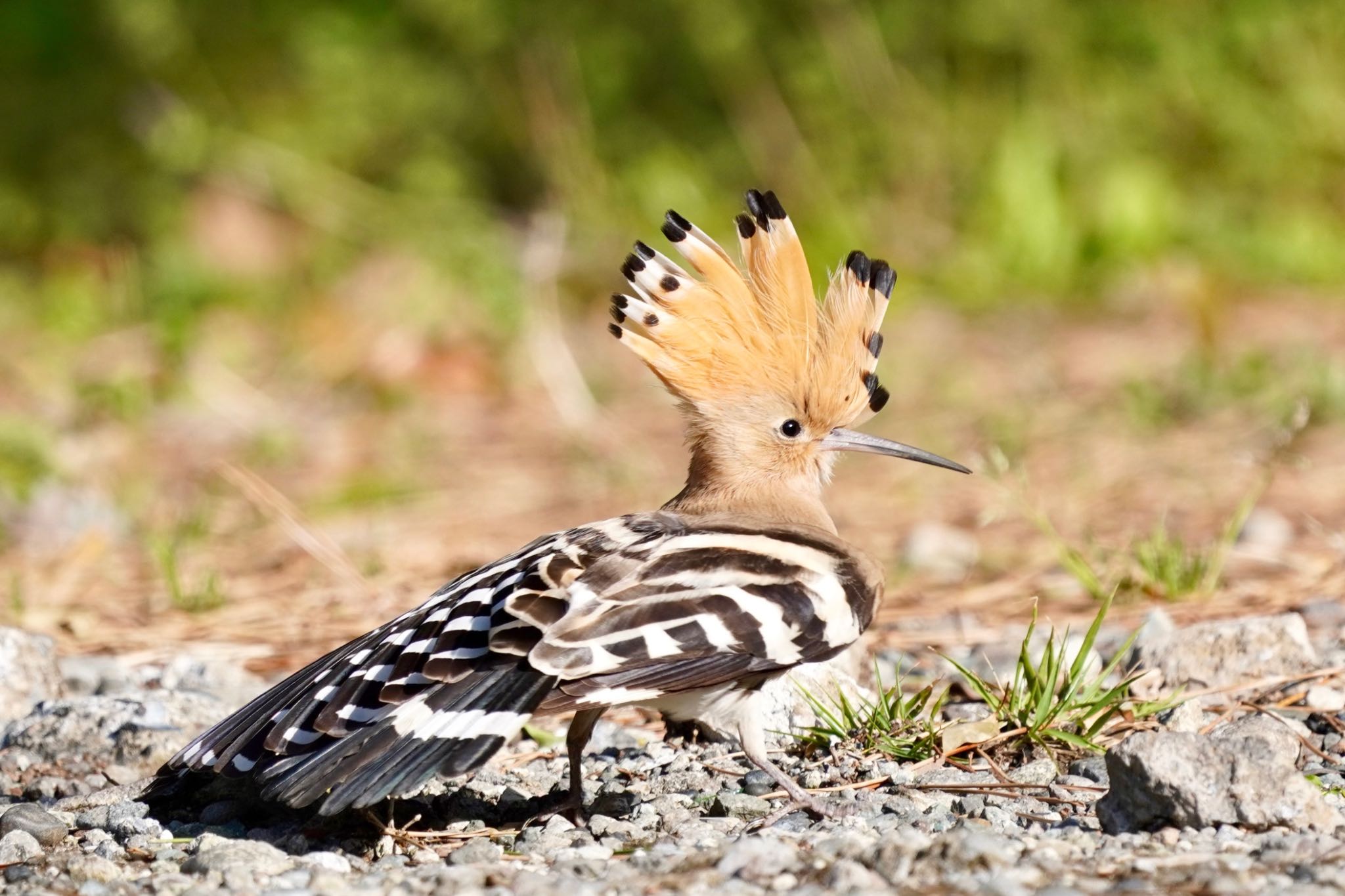 Photo of Eurasian Hoopoe at 神奈川 by manu