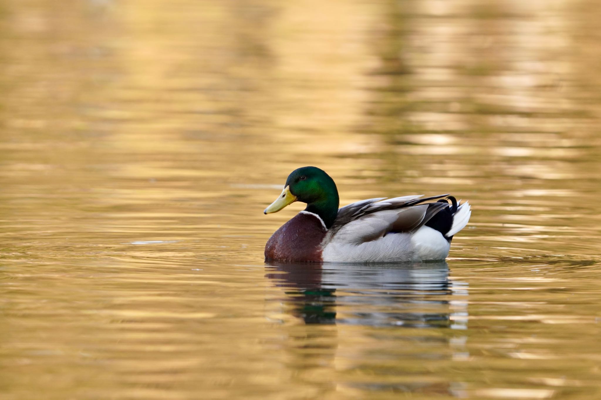 Photo of Mallard at 東京都 by manu