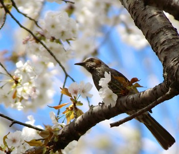 ヒヨドリ 公園 2024年4月7日(日)