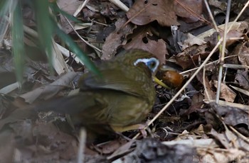 ガビチョウ 公園 2024年4月7日(日)