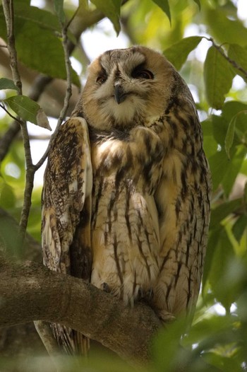 Long-eared Owl Watarase Yusuichi (Wetland) Sun, 4/7/2024