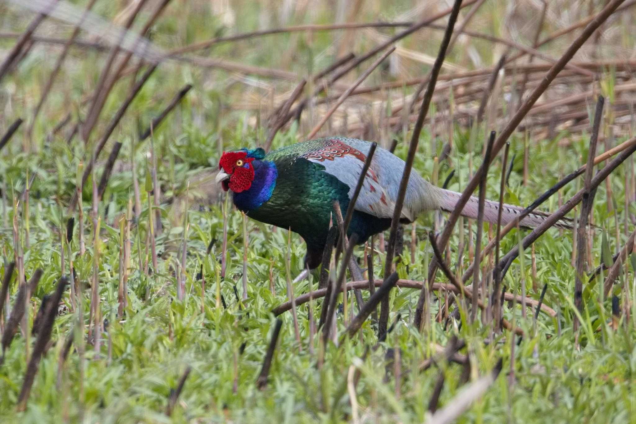 Photo of Green Pheasant at Watarase Yusuichi (Wetland) by kazu_in_