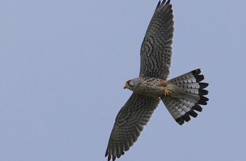 Sun, 4/7/2024 Birding report at 恩智川治水緑地