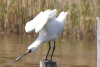 クロツラヘラサギ 葛西臨海公園 2024年4月7日(日)