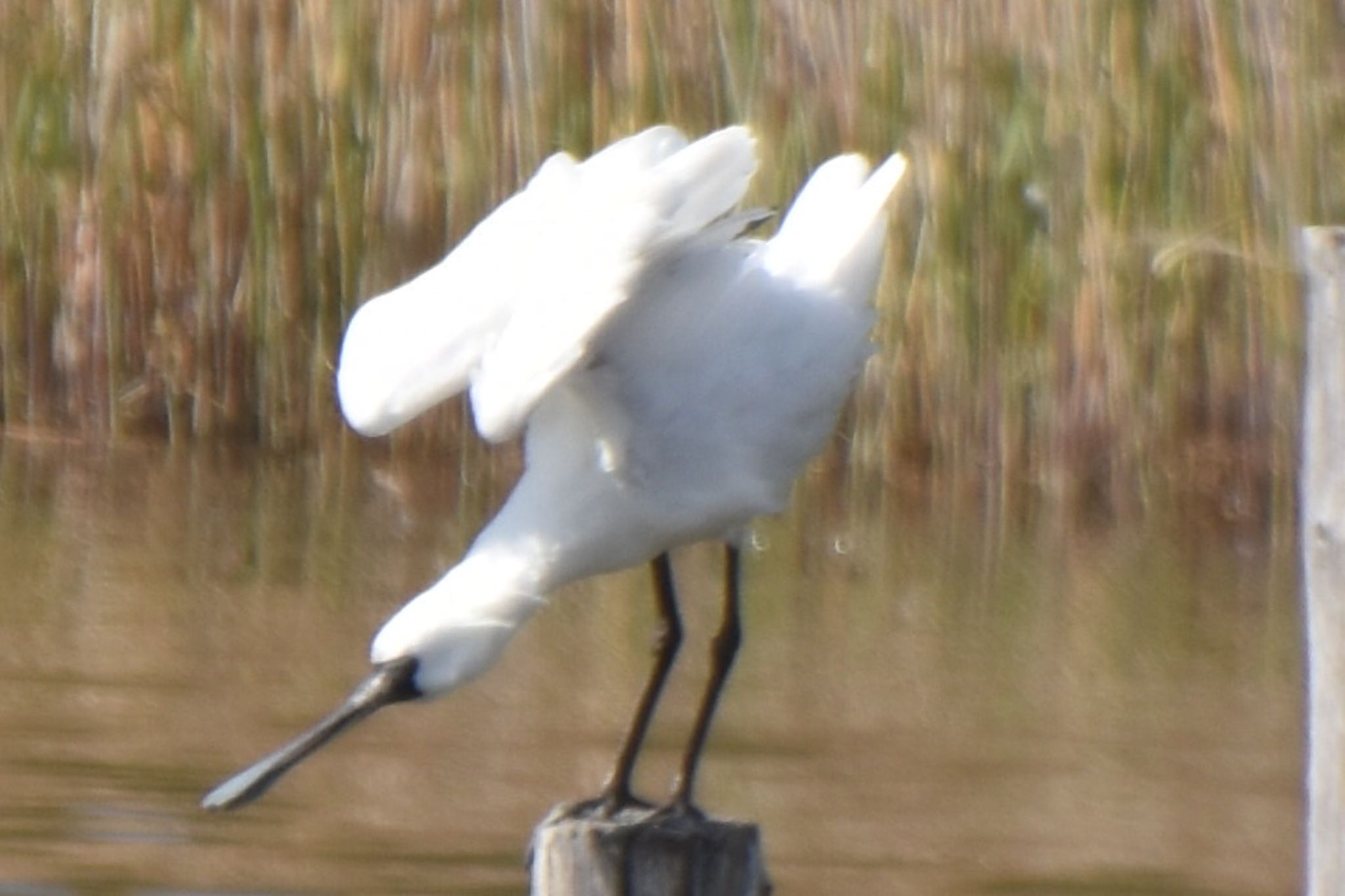 Black-faced Spoonbill