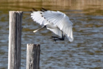 Black-faced Spoonbill Kasai Rinkai Park Sun, 4/7/2024