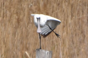 Black-faced Spoonbill Kasai Rinkai Park Sun, 4/7/2024