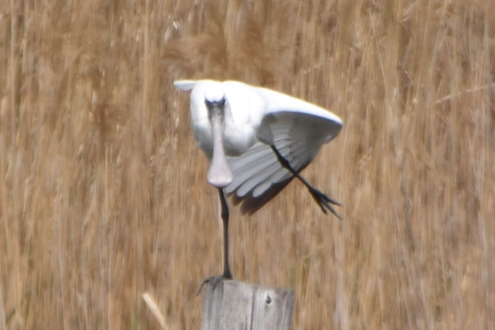 Black-faced Spoonbill