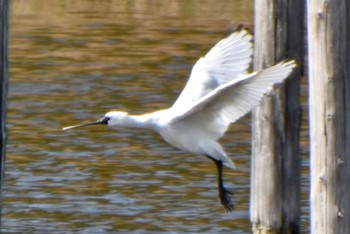 Black-faced Spoonbill Kasai Rinkai Park Sun, 4/7/2024