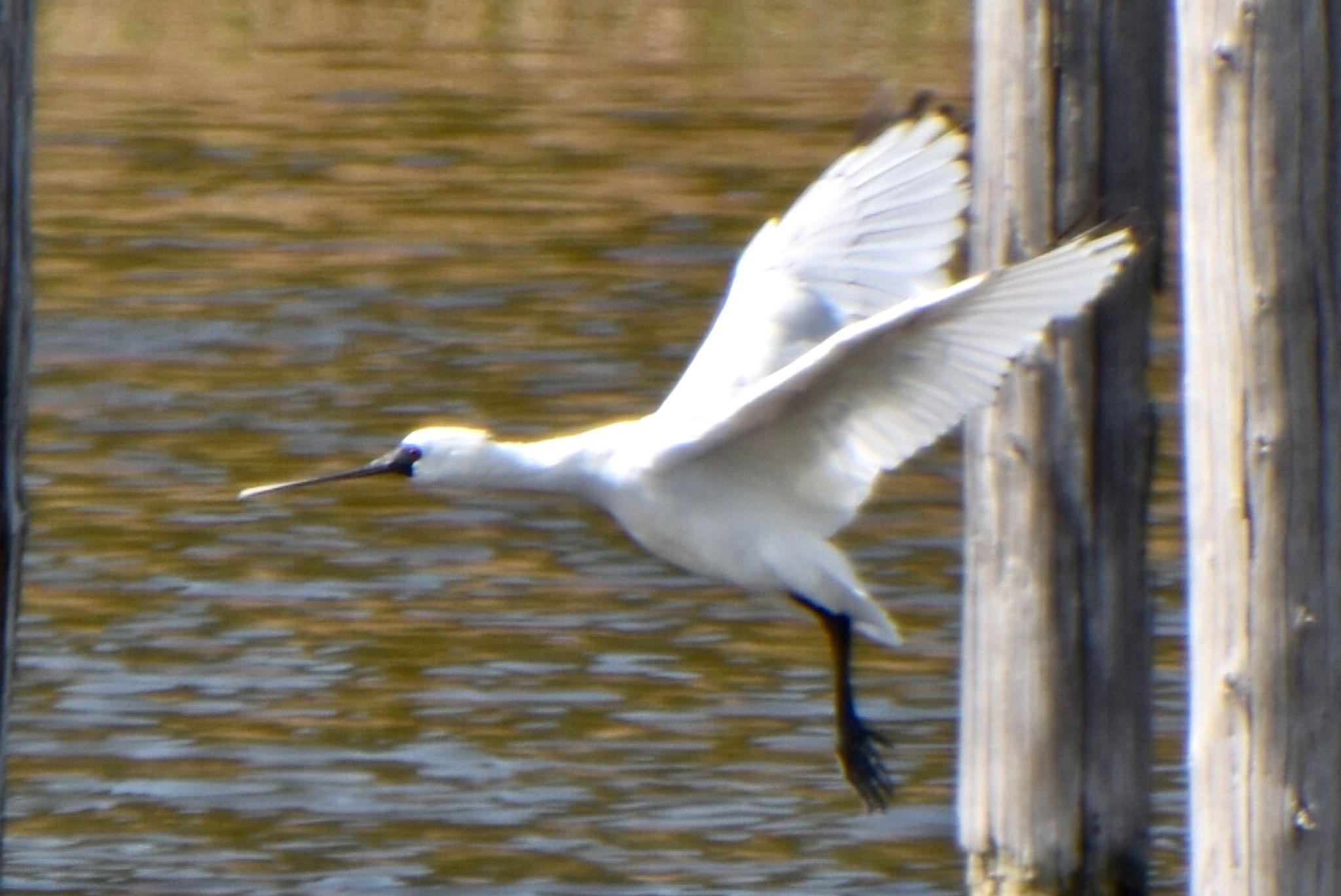 Black-faced Spoonbill