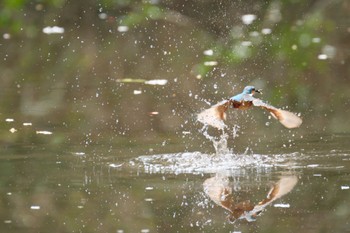 Common Kingfisher 愛鷹広域公園 Sun, 4/7/2024