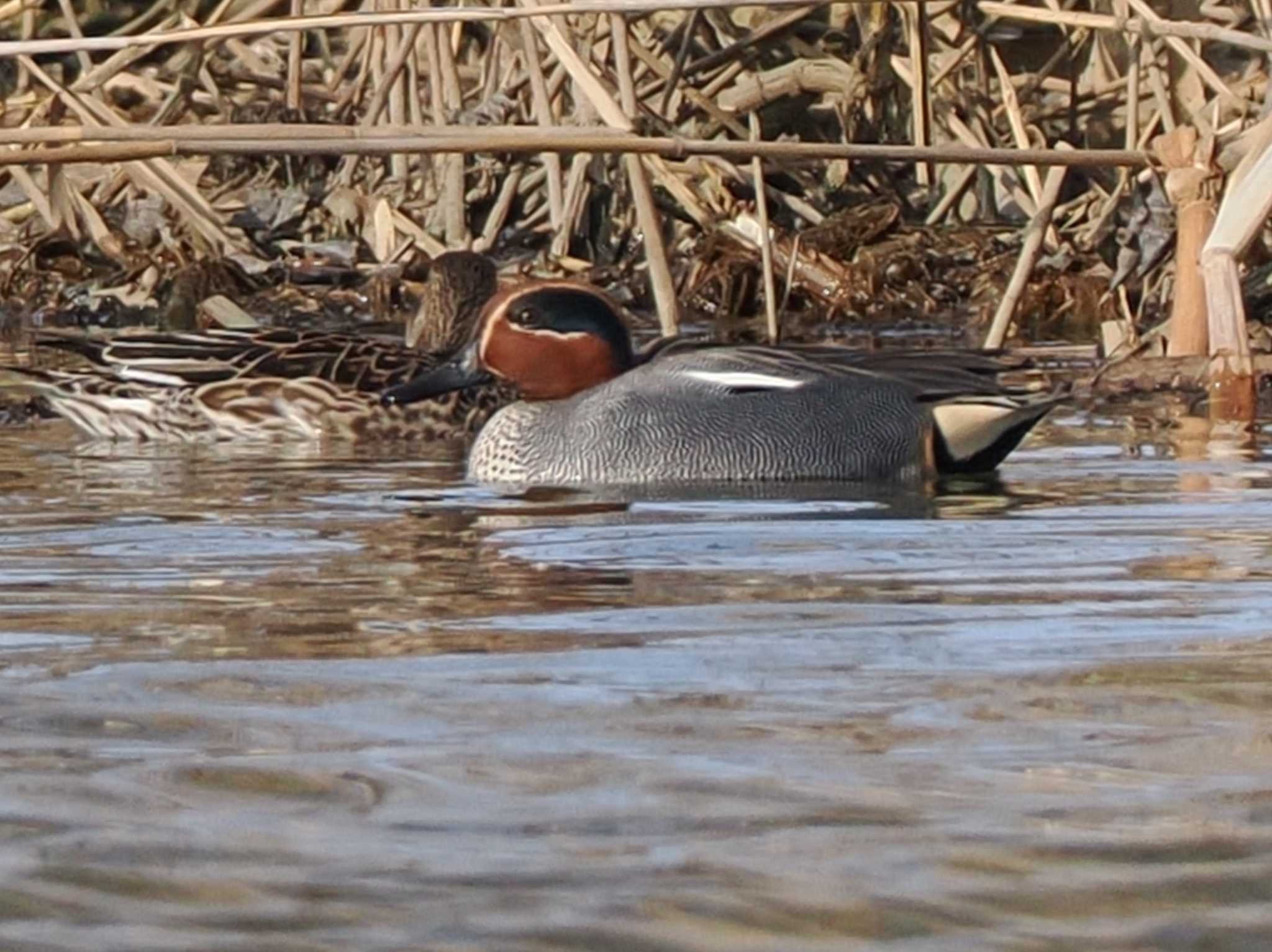 Photo of Eurasian Teal at 東屯田遊水地 by 98_Ark (98ｱｰｸ)