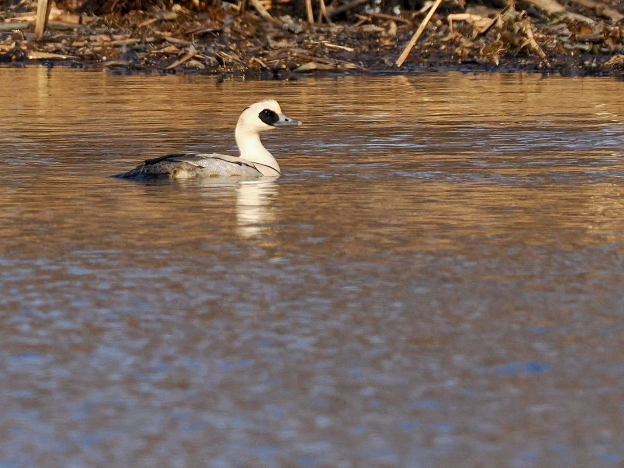 Photo of Smew at 東屯田遊水地 by 98_Ark (98ｱｰｸ)