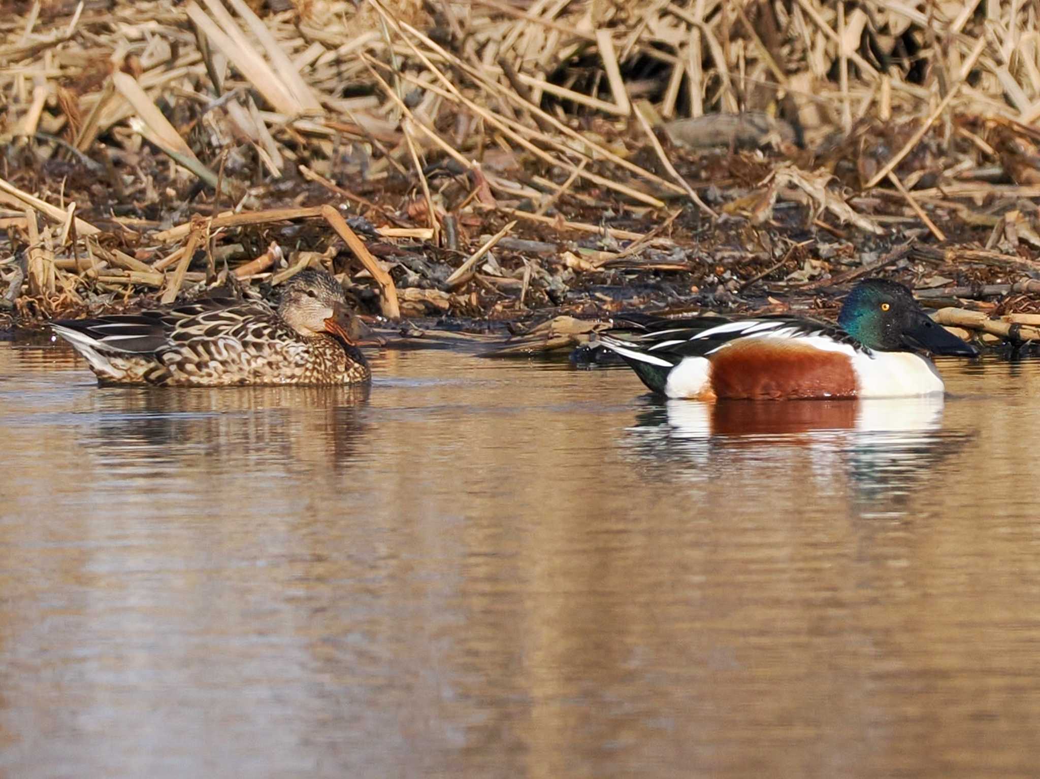 ハシビロガモ