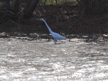 Great Egret 東屯田遊水地 Sat, 4/6/2024