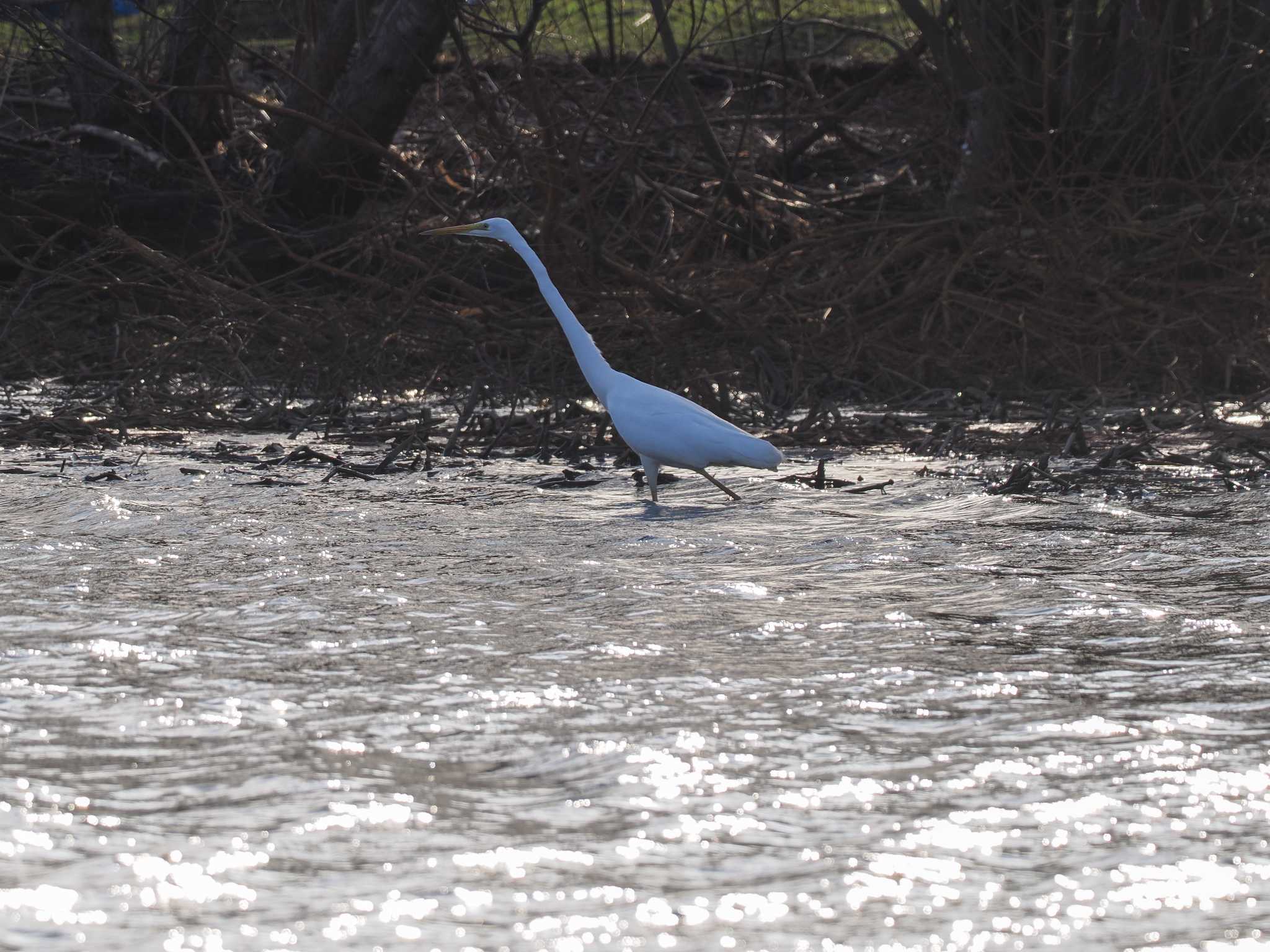 Great Egret