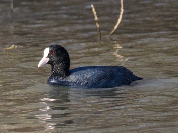 Eurasian Coot 東屯田遊水地 Sat, 4/6/2024