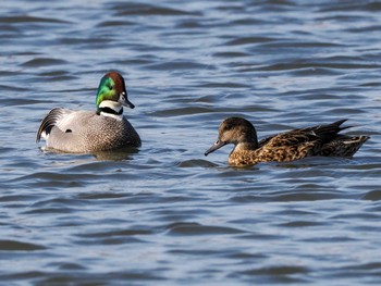 Falcated Duck 東屯田遊水地 Sat, 4/6/2024