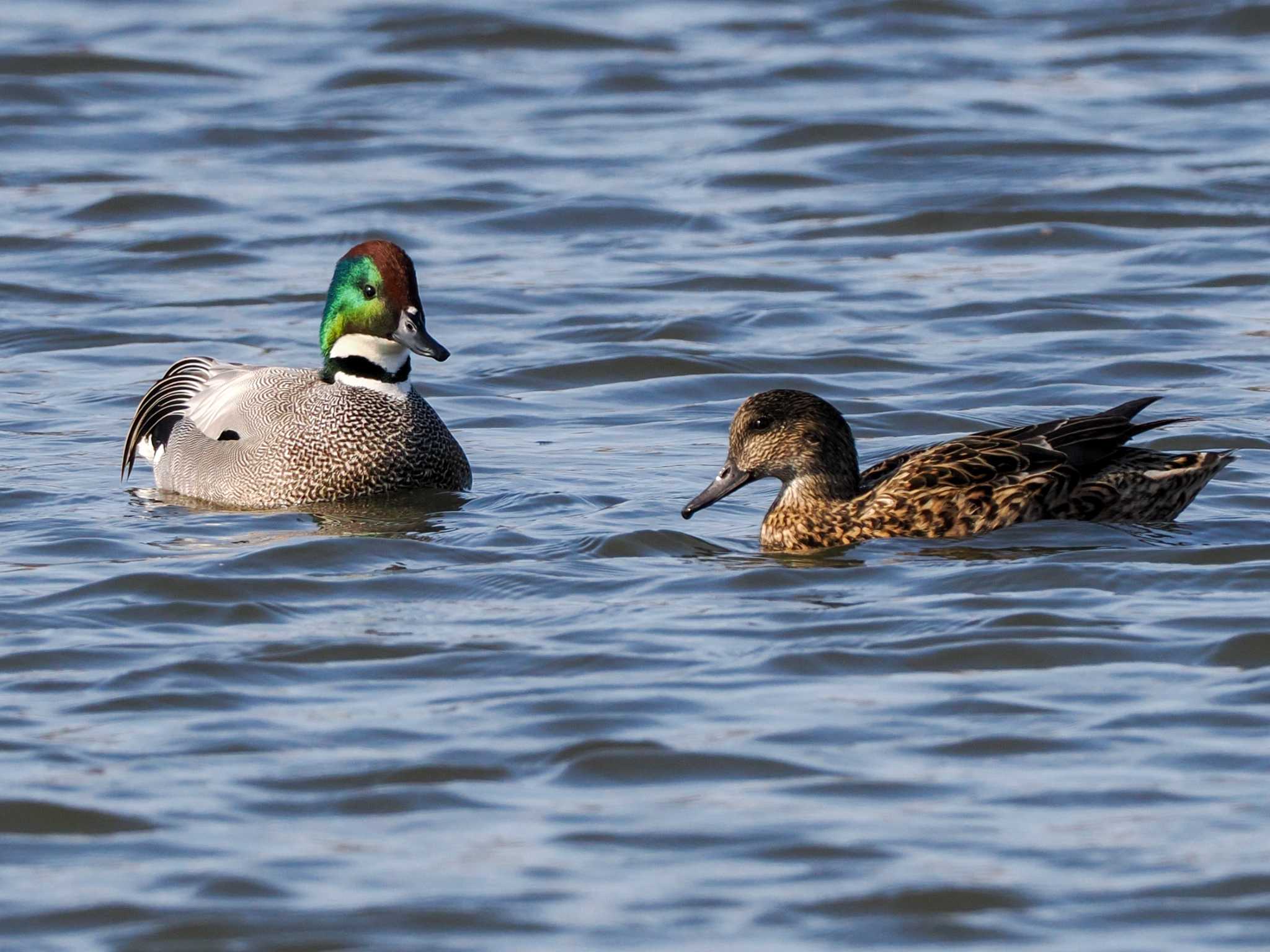 Photo of Falcated Duck at 東屯田遊水地 by 98_Ark (98ｱｰｸ)