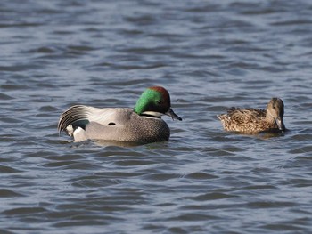 Falcated Duck 東屯田遊水地 Sat, 4/6/2024