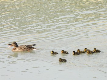 Mallard 静岡県中部 Sat, 4/6/2024