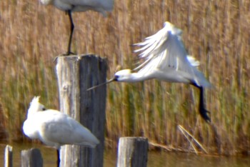 Black-faced Spoonbill Kasai Rinkai Park Sun, 4/7/2024