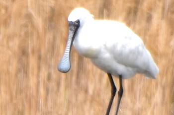 クロツラヘラサギ 葛西臨海公園 2024年4月7日(日)