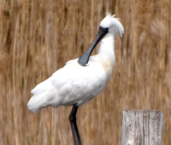 Black-faced Spoonbill Kasai Rinkai Park Sun, 4/7/2024