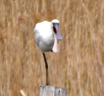 Black-faced Spoonbill Kasai Rinkai Park Sun, 4/7/2024