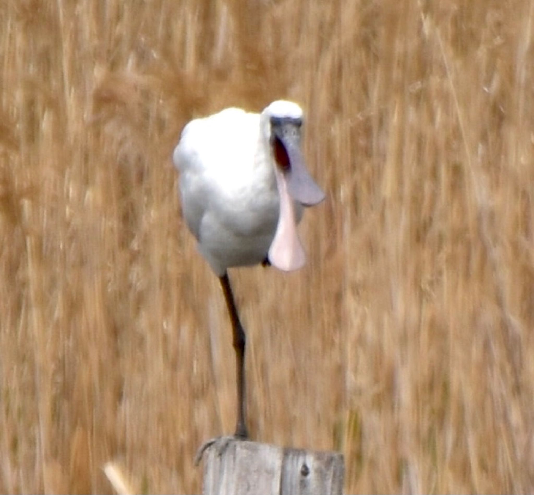 Black-faced Spoonbill