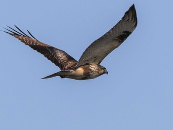 Eastern Buzzard 東屯田遊水地 Sat, 4/6/2024