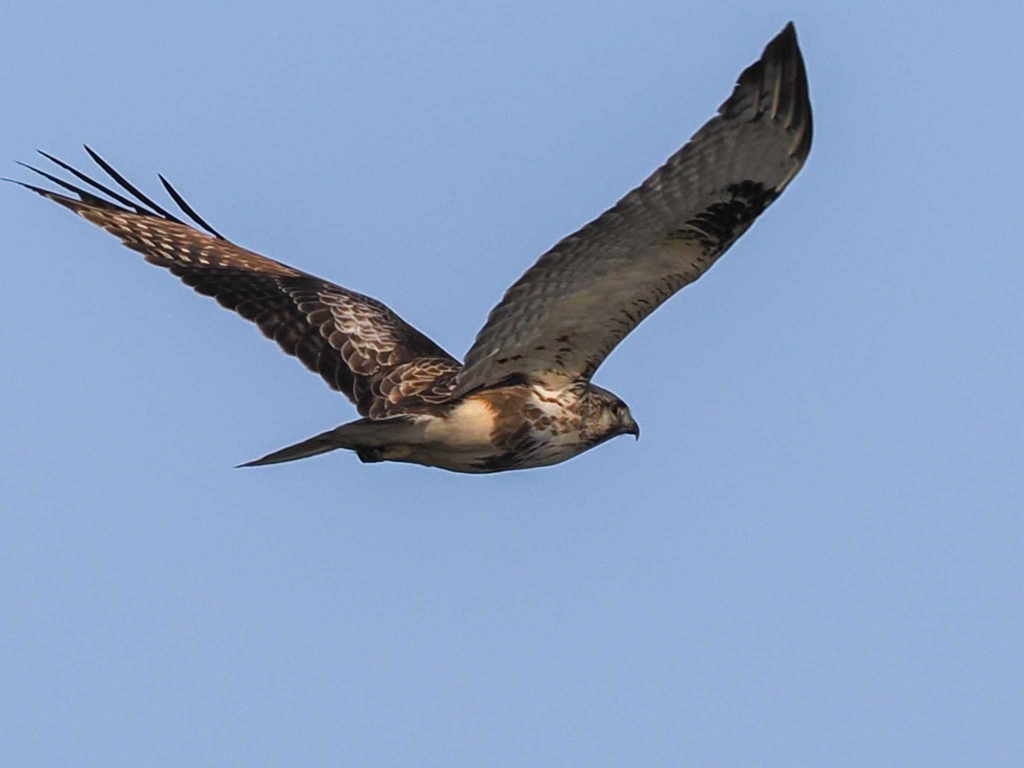 Eastern Buzzard