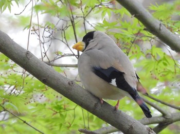 Japanese Grosbeak Kyoto Gyoen Fri, 4/5/2024