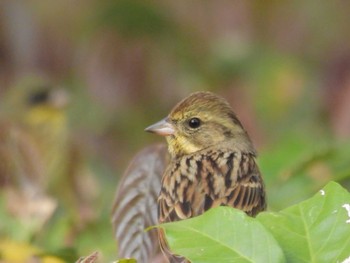 Masked Bunting Kyoto Gyoen Fri, 4/5/2024