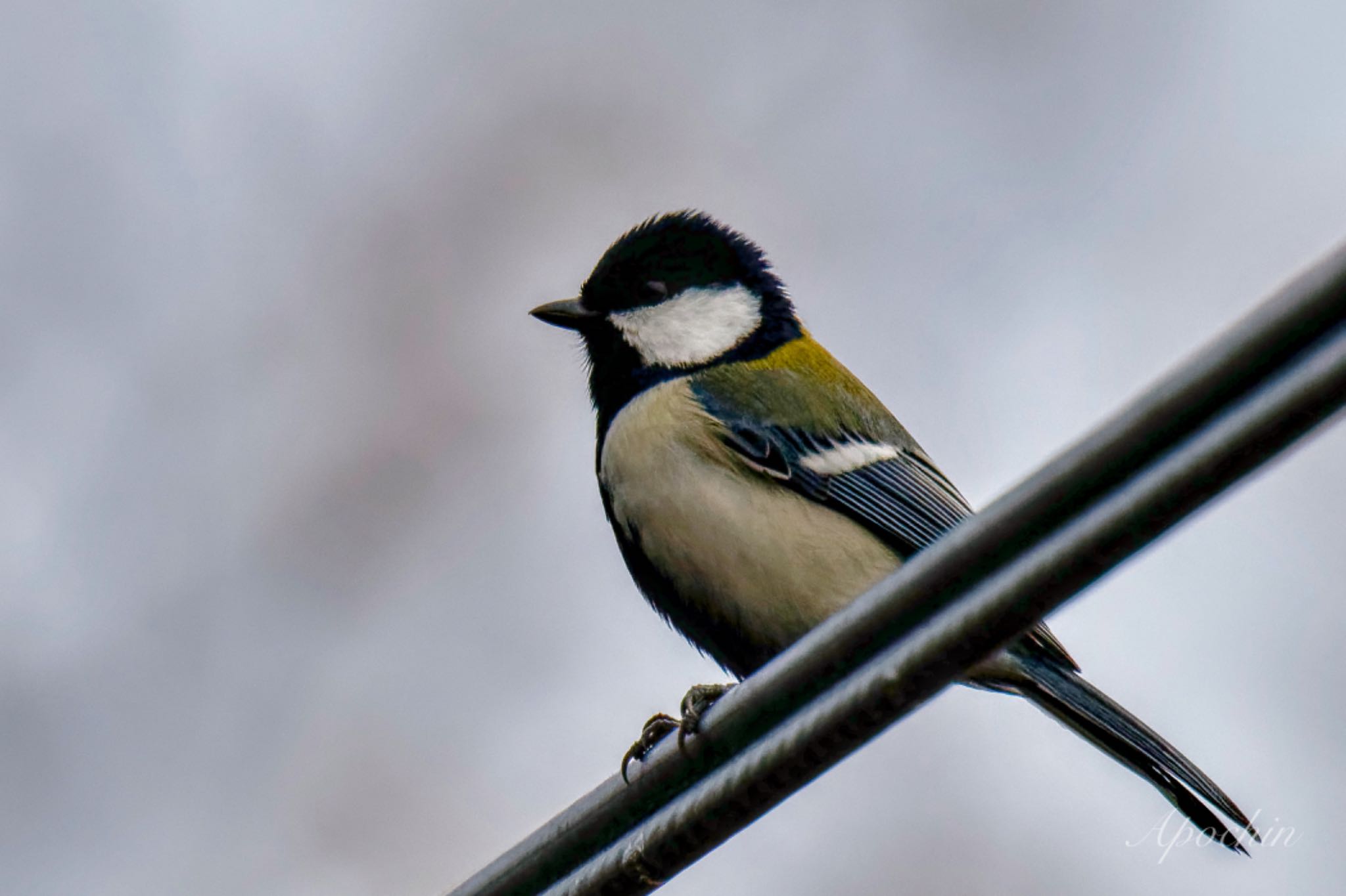 Japanese Tit