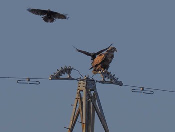 White-tailed Eagle 東屯田遊水地 Sat, 4/6/2024