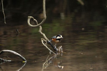 Varied Tit 愛鷹広域公園 Sun, 4/7/2024