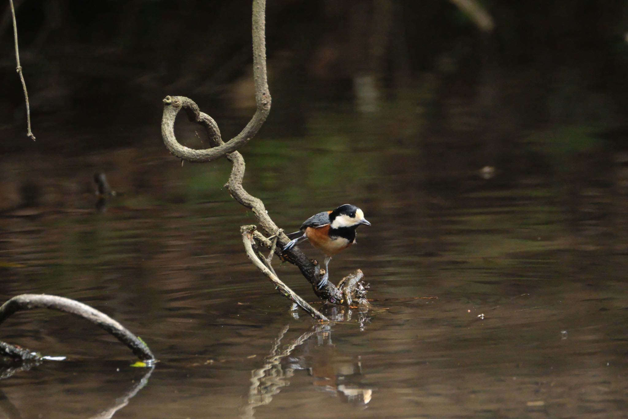 Photo of Varied Tit at 愛鷹広域公園 by ポン介