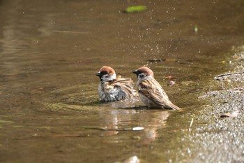 Eurasian Tree Sparrow 愛鷹広域公園 Sun, 4/7/2024