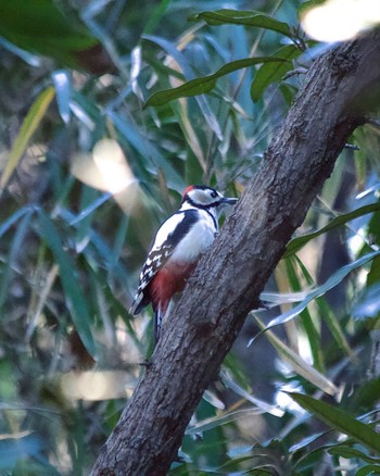 Great Spotted Woodpecker Kasai Rinkai Park Thu, 1/25/2024