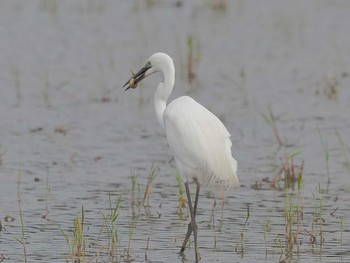 Great Egret(modesta)  愛知県愛西市立田町 Sun, 4/7/2024