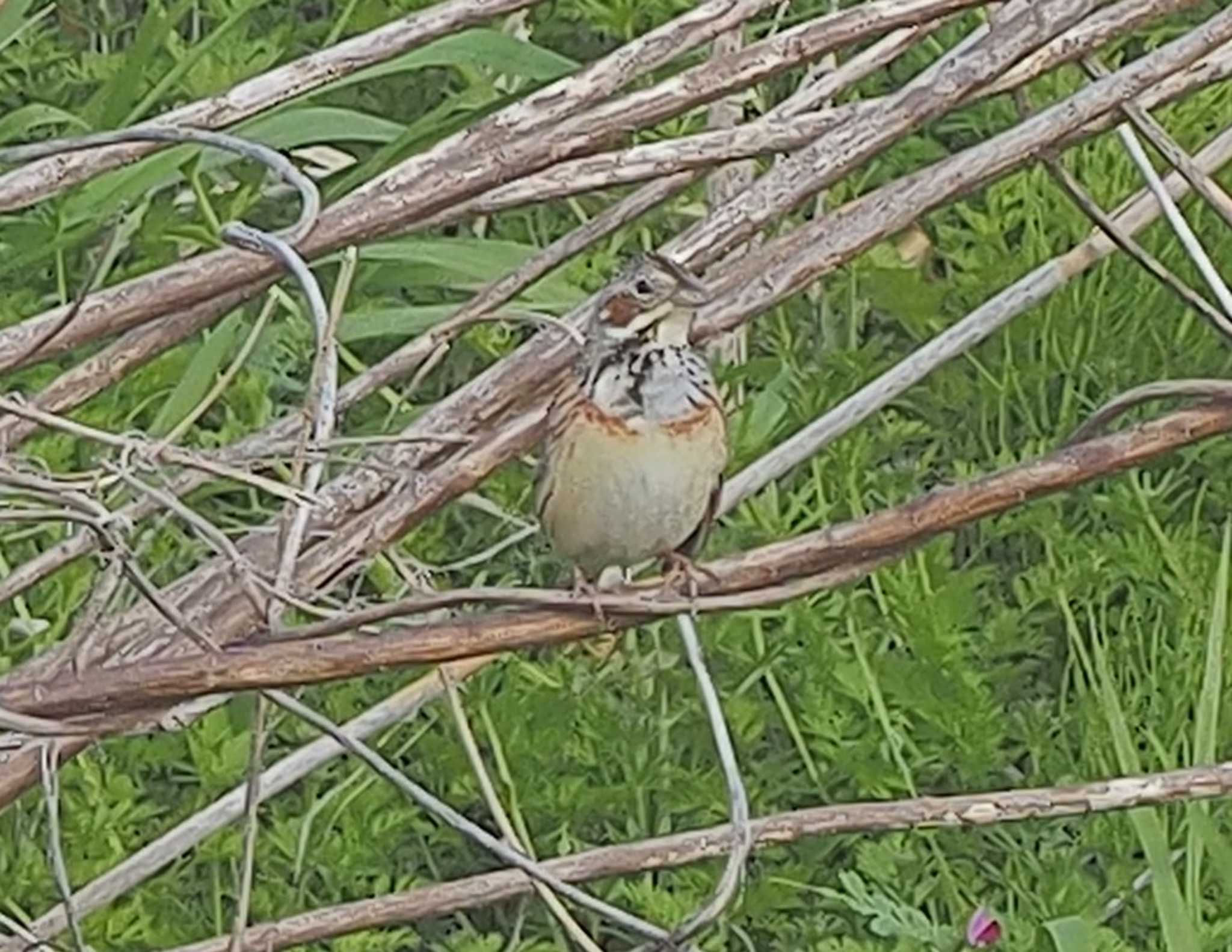 Chestnut-eared Bunting