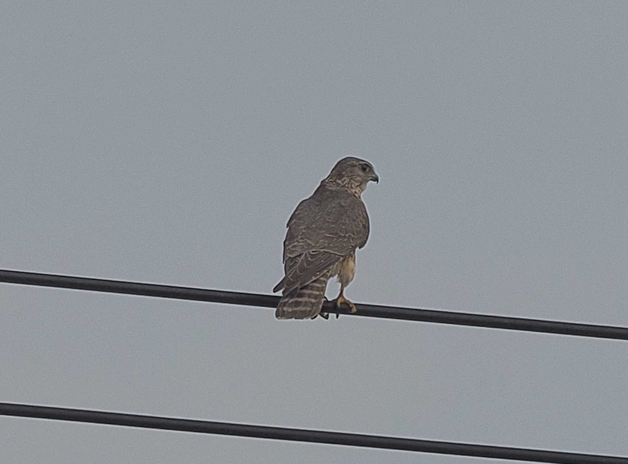 Eastern Buzzard