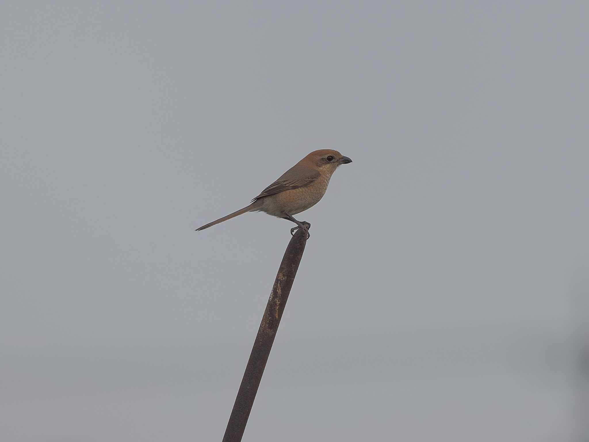 Photo of Bull-headed Shrike at 愛知県愛西市立田町 by MaNu猫