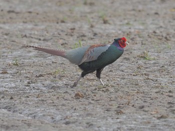 Green Pheasant Nabeta Reclaimed land Sun, 4/7/2024